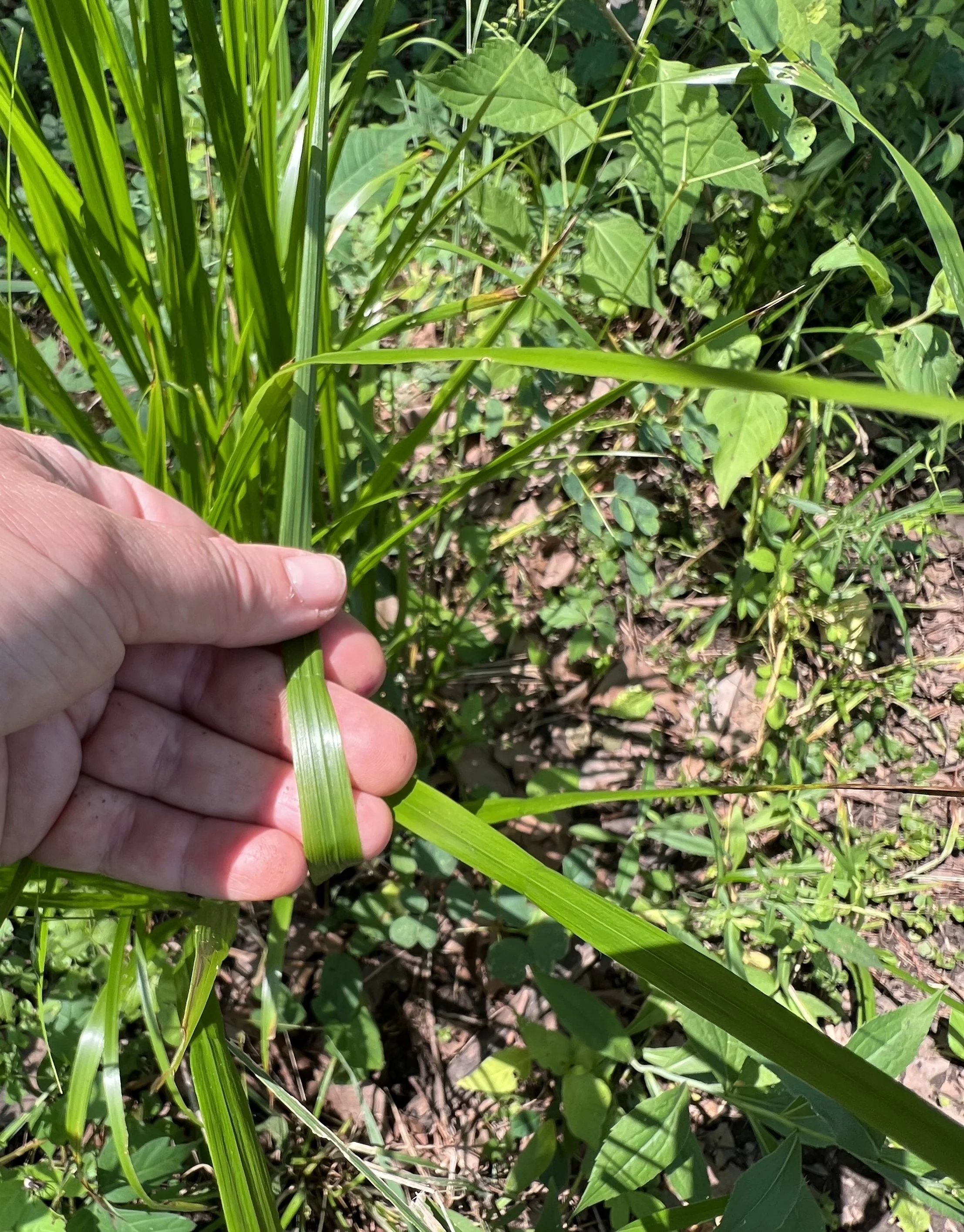(レア廃盤CD)BURNY PROJECT/GRASS WALL Beak Grass (Diarrhena obovata) — Wild Ginger Woodlands